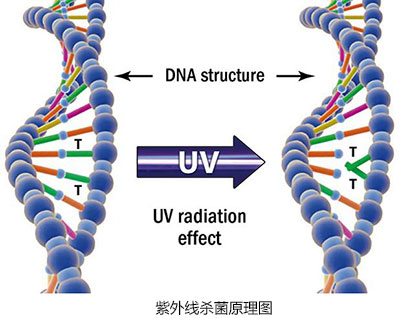 紫外线杀菌原理